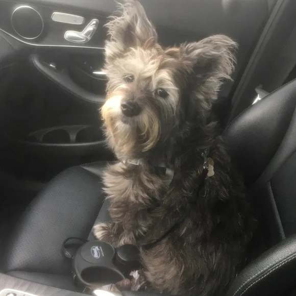 Meet your Posher, Elizabeth - Picture 15 of 16